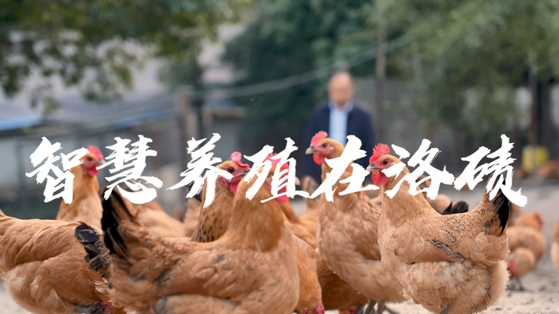 基因检测：为老年人健康保驾护航，如何选择合适的项目？**